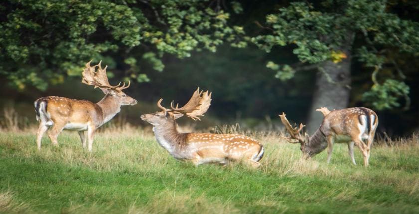 Habitat Banking in Kent